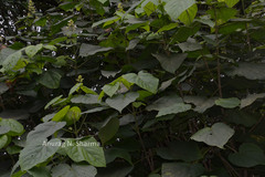 Clerodendrum viscosum